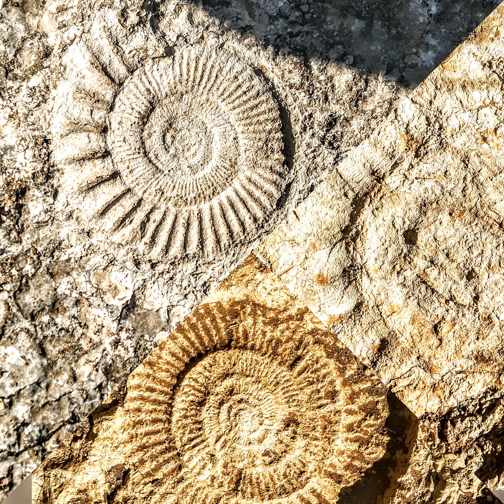 Torcal de Antequera Spain Andalucía Ammonities