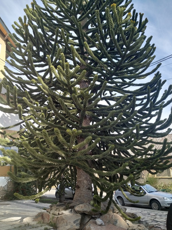 San Martín de los Andes