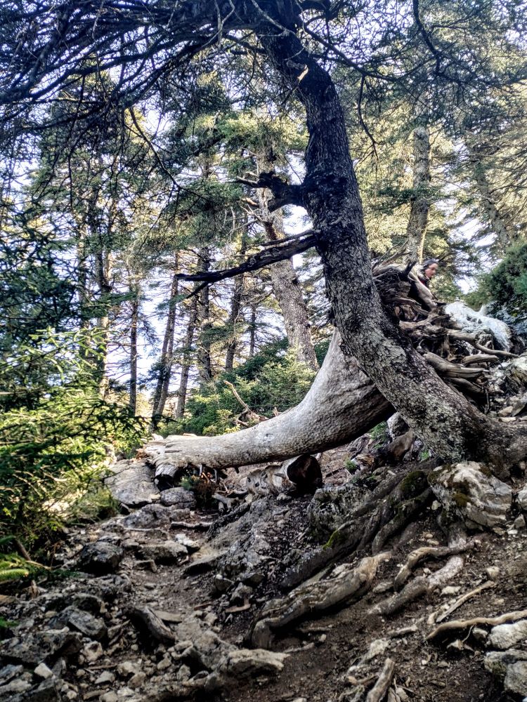 Sierra de las Nieves