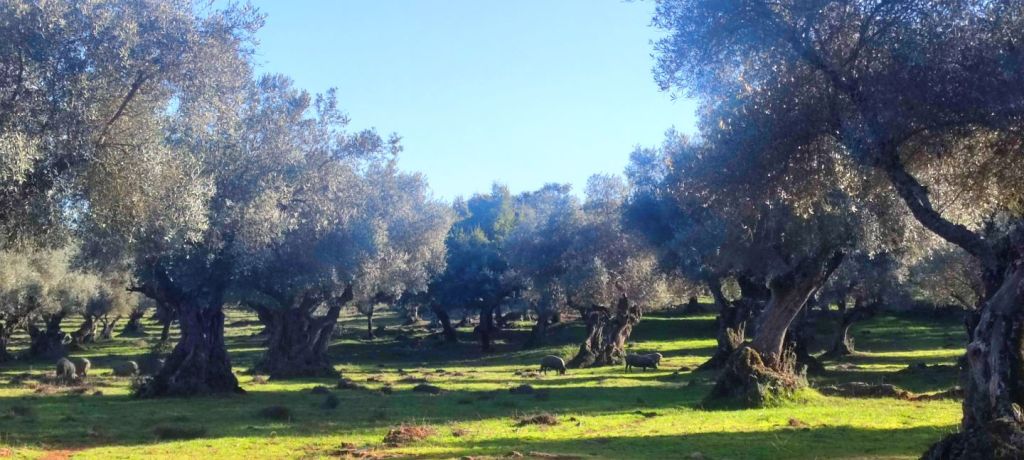 Jerez de los Caballeros