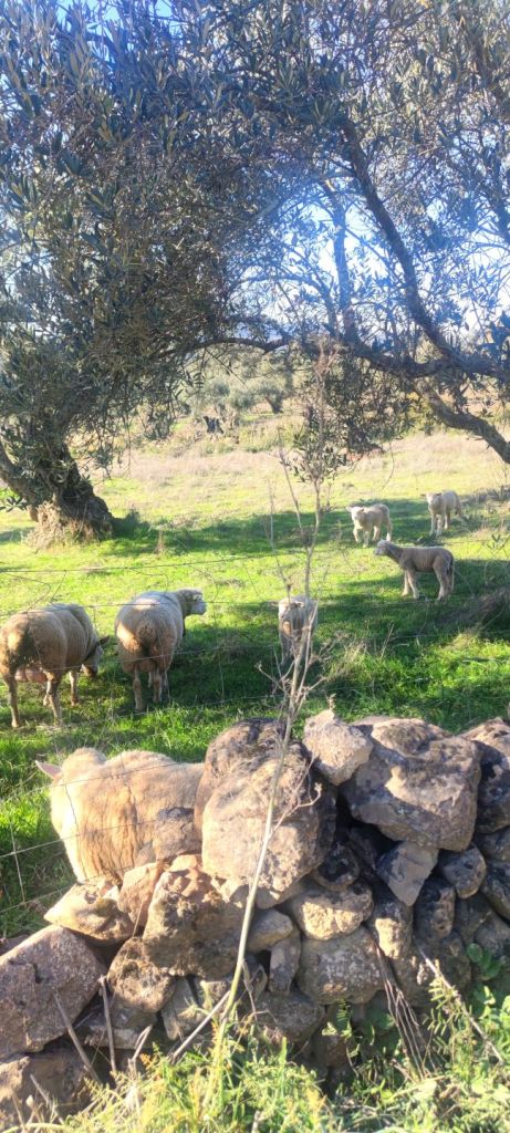 Jerez de los Caballeros